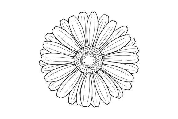 Download Gerbera Flower Drawing, Simple Beauty - Premium Resources